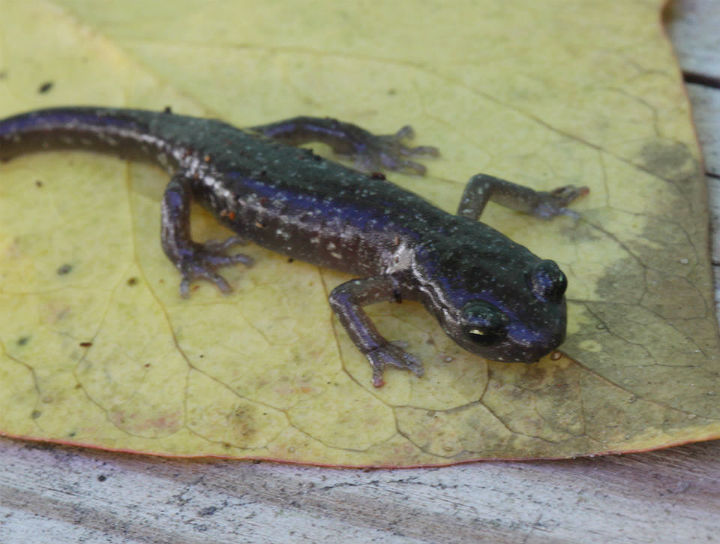 Arboreal Salamander